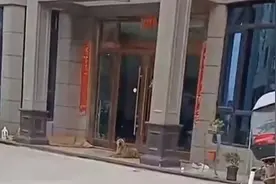 浙江狗子被绝育怀恨在心，见到兽医狂吠不止，整3年医生求和不听图片