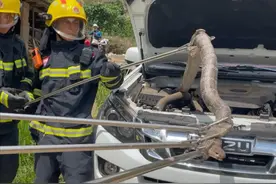 蛇类这么危险，为什么我们还要保护它们，而且保护的都是毒蛇？图片