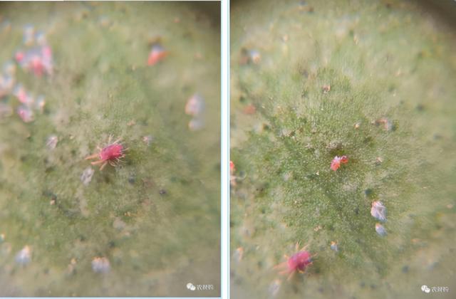 5个真实果园案例分析！下肥、保果、打药工作详解，对号入座