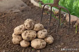 这才是土豆真正高产技术，记住几个关键要点，增产50%没问题图片