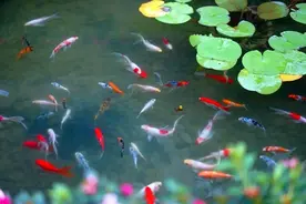 千年的草籽万年鱼籽，为什么自然环境下的水塘里会有鱼？图片