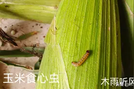 打玉米食心虫用什么药？玉米食心虫的危害特点，如何防治更有效？图片