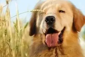 灵犬（2）图片