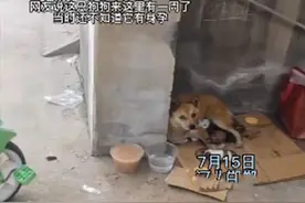 流浪狗在小区楼下辗转，几天后生下幼崽：原来是在找地生孩子图片