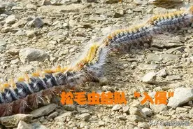 土耳其地动山摇，森林树木倒塌，毛毛虫成群结队寻找新家园！图片
