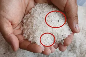 大米生虫能暴晒一下吗？教你4个小妙招，简单又实用图片