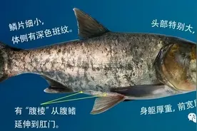 鲤科食用鱼六兄弟：青、草、鲢、鳙、鲤、鲫的辨认图片