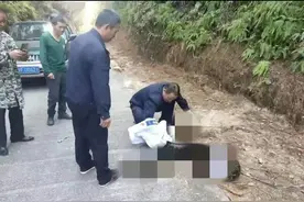 深圳再现巨蟒蜕皮，重50斤气息微弱，蛇蜕皮时会攻击人吗？图片