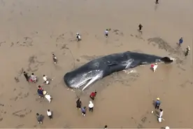 ​生活在深海的抹香鲸为什么会搁浅？搁浅对他们的危害有多大？图片