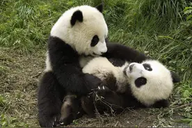 传说蚩尤的坐骑，古称食铁兽，藏在大熊猫蠢萌外表下的爆表战斗力图片