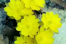 蹇、謇、骞、搴、褰--汉字五兄弟分享给大家，看看认识几个？图片