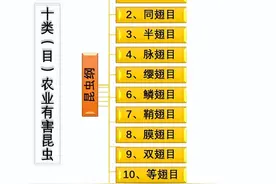 植保基础知识（第二章、农业植物害虫害螨）之天敌昆虫2图片