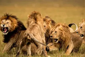 精子异常，雄狮不得不跟母亲女儿交配，这个狮群深陷近亲繁殖困境图片