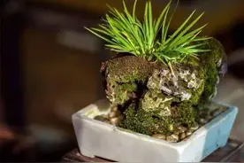 长在河畔的“灵草”，外形碧如翡翠，飘逸俊秀，却很难把它养好图片