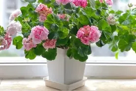 适合卧室种植的10种花，皮实好养状态好，摆在家里对身体好图片