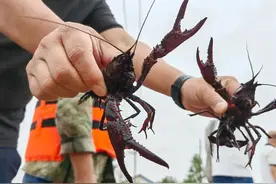 “生态+数字”：君山“荷花虾”游出大产业图片