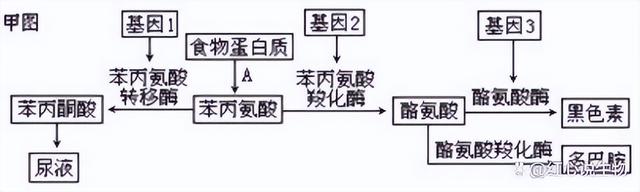 高中生物-基因的本质与表达