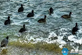 “最会游泳的鸡”做客洛阳城，市民感慨“是奢侈的幸福”图片