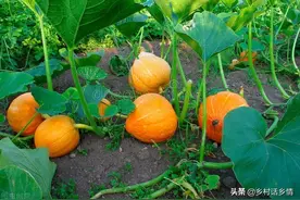 南瓜、丝瓜等蔬菜为什么化瓜？分享三个方法，结瓜多还能坐住图片