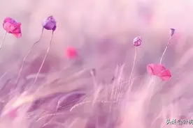 中年以后，兄弟姐妹不必走得太近图片