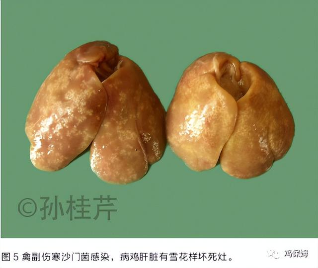 胳膊鸡皮肤发黑