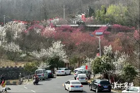 谷城：樱花绽放春光好图片