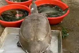 原本销声匿迹的鳖，为啥野外越来越多？几十斤的“老鳖”哪来的？图片