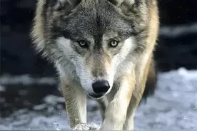 狼群围村，老猎人围魏救赵掏了狼窝，被狼群报复，失去唯一的女儿图片