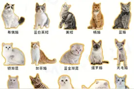一分钟看完20种常见猫咪优缺点图片