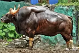 牛圈多了一头重点保护白肢野牛，一身肌肉，能用它产下更优质牛？图片