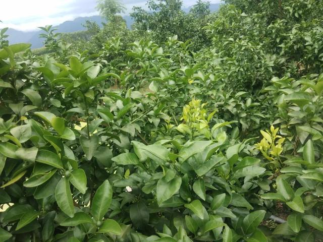 6鏈堢鐞嗭綔鑴辫偉涓ラ噸鑶ㄦ灉鎱㈡垚棣栬闂锛佹灉涓ぇ灏忓樊璺濆ぇ锛岃灗铏梾澶? onerror=