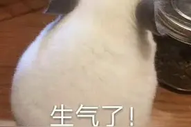 表情包：我生气了，哄不好的那种图片