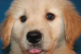 不要让小狗养成依赖自己的心理，否则后患无穷，你知道严峻性吗？图片