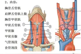 颈部淋巴结分区解剖图片