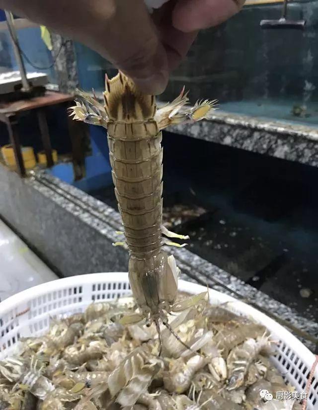 花胶选几级的 花胶等级顺序鱼胶排名大全