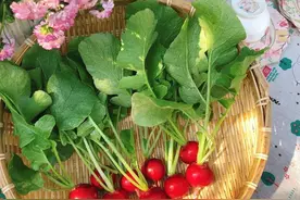 樱桃小萝卜这样种，好看又好吃图片