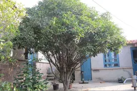 植树节快到了，在农村院子中栽树做好这几点，准没错图片