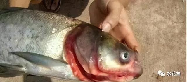 简析疑难杂症——鱼类败血症的防控：难治的集多症状于一身的鱼病