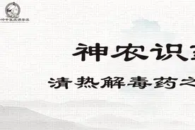 《神农识药》清热解毒药之穿心莲图片