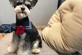 雪纳瑞易患的6种病，你一定要知道图片