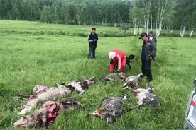 内蒙古一牧场遭棕熊袭击！一夜损失12只羊！棕熊的战斗力有多强？图片