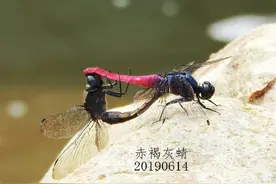 奇妙的蜻蜓豆娘交配产卵方式图片