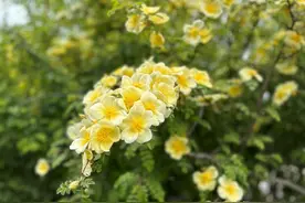 单瓣黄刺玫：黄花似锦映春晖 | 绿会保护地科普图片