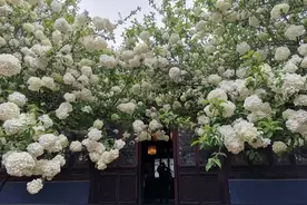 院中树，别乱种！这5种有“远景”，前人享福，后人享“财”图片