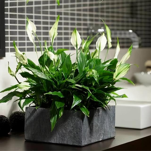 阴生花卉盆栽有哪些品种图片 10种"阴性花",高档又大气,养在"北阳台"