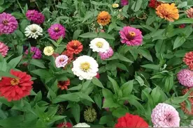这4种花别随便捡回家，贪小便宜吃大亏，养不好白费力图片