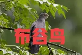 天气预报：2022年是涝是旱，布谷鸟叫的时间有预示，早看早知道图片