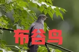 天气预报：2022年是涝是旱，布谷鸟叫的时间有预示，早看早知道图片