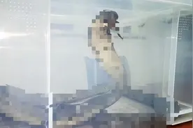 剧毒“过山峰”现身山东，号称“万蛇之王”，究竟从何而来？图片