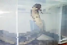 剧毒“过山峰”现身山东，号称“万蛇之王”，究竟从何而来？图片